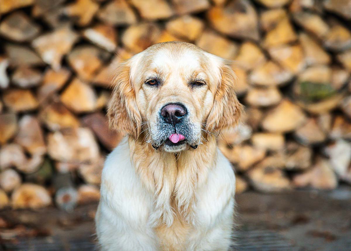 Golden Retriever sitting down winking and sticking her tongue out