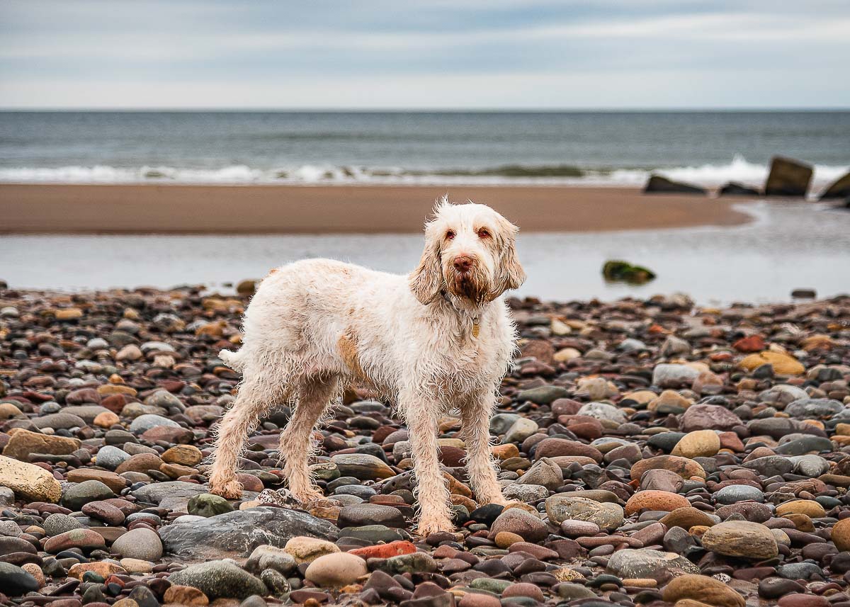 Italian Spinone Standing on a beach in East Lothian
