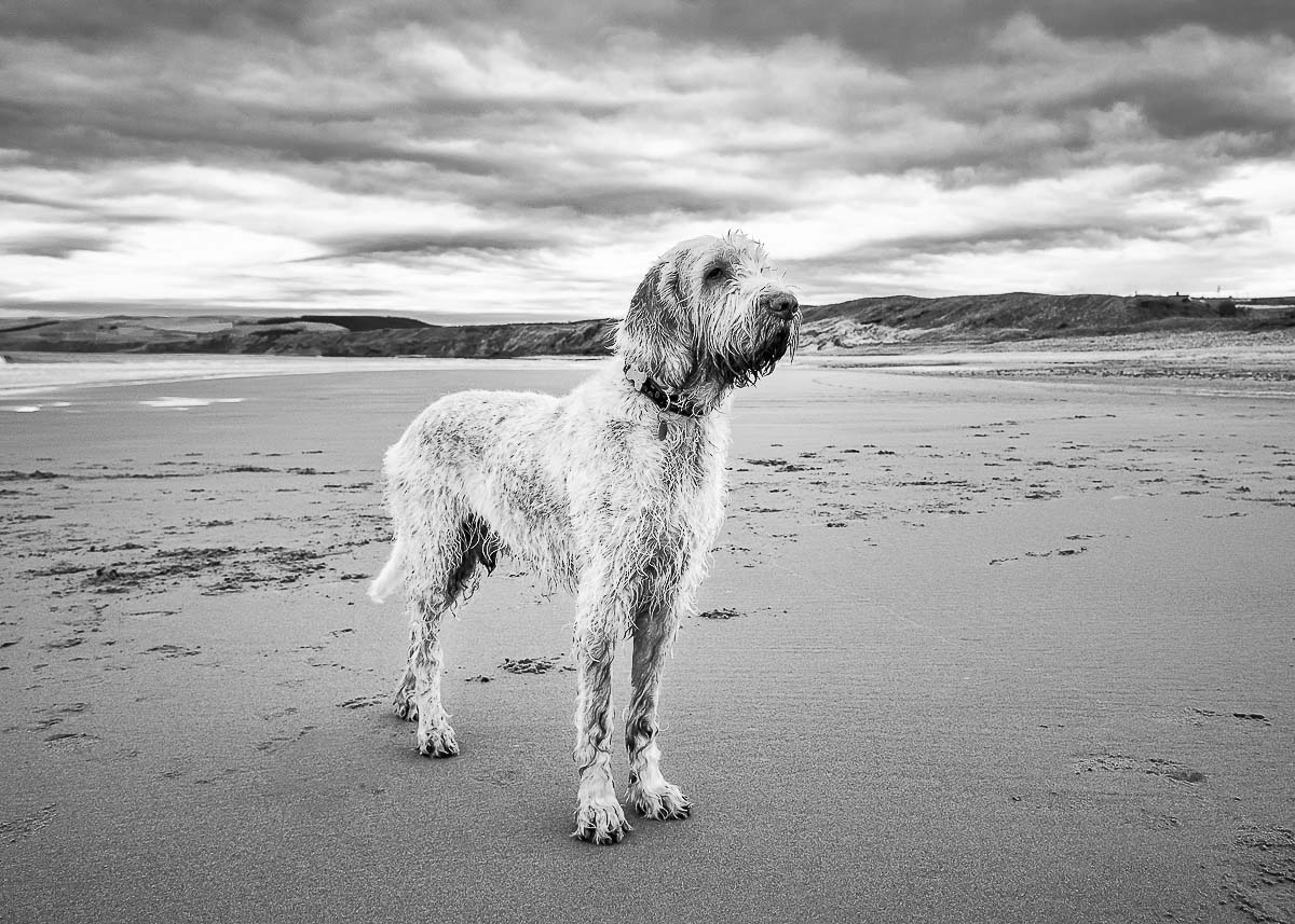 An Italian Spinone standing tall for his photoshoot on the beach in East Lothian