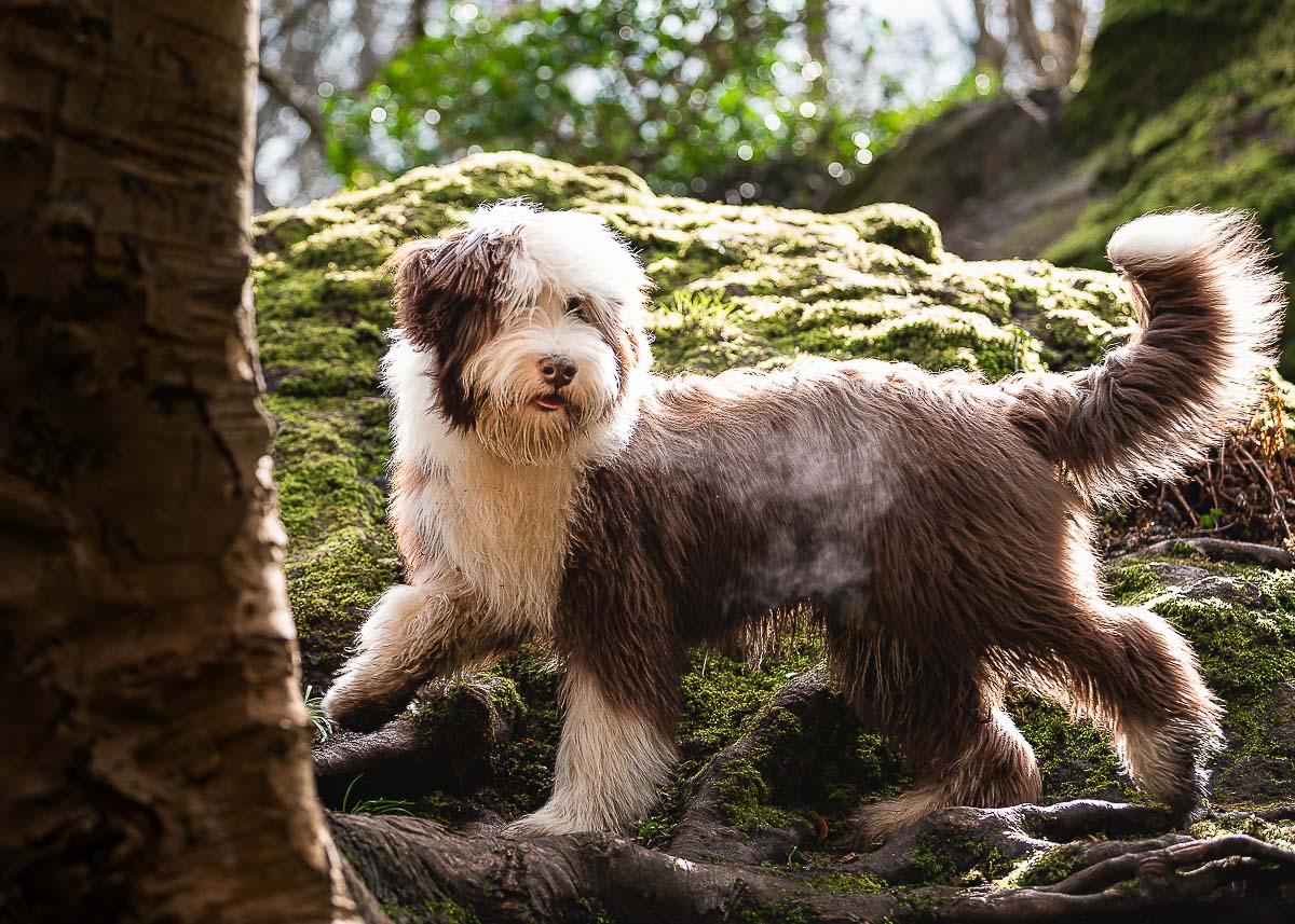Bearded Collie photoshoot on crisp spring morning at the Hermitage in Edinburgh