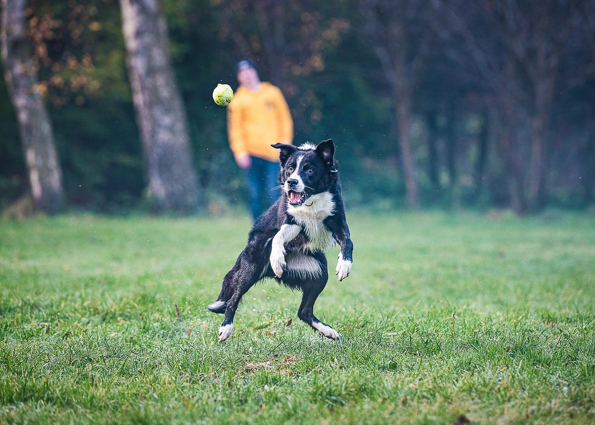Border Collie chasing and jumping after a tennis ball