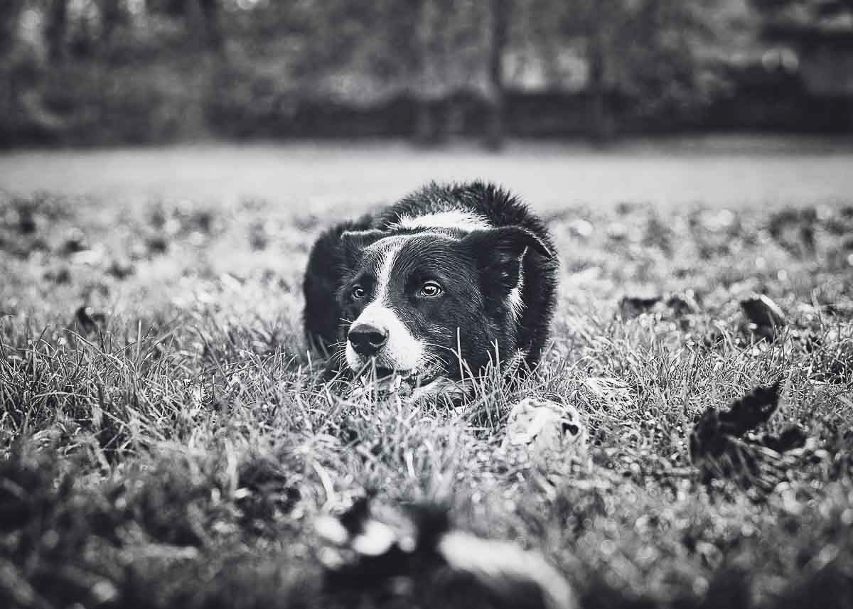 Black and white image of a Border Collie lying down in the grass at Figgate Park in Edinburgh