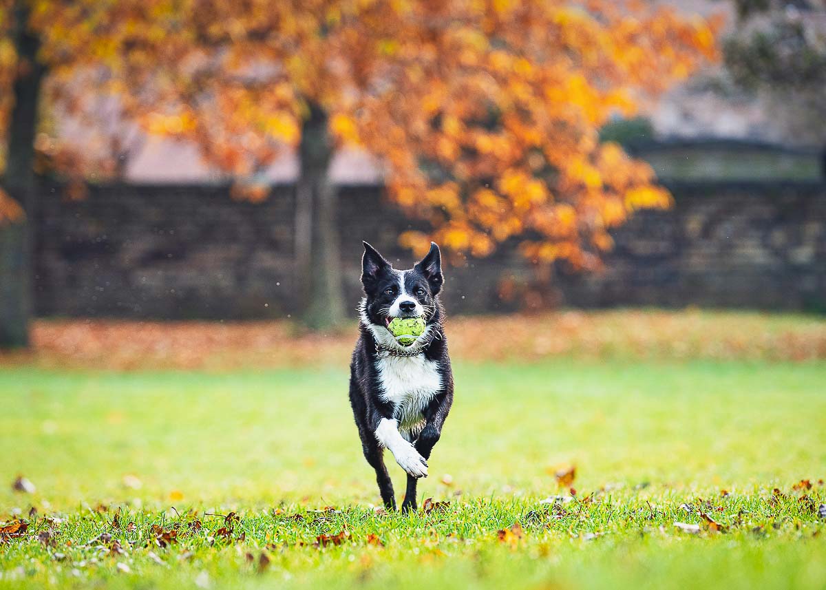 Border Collie running with a tennis ball in his mouth at Figgate Park in Edinburgh