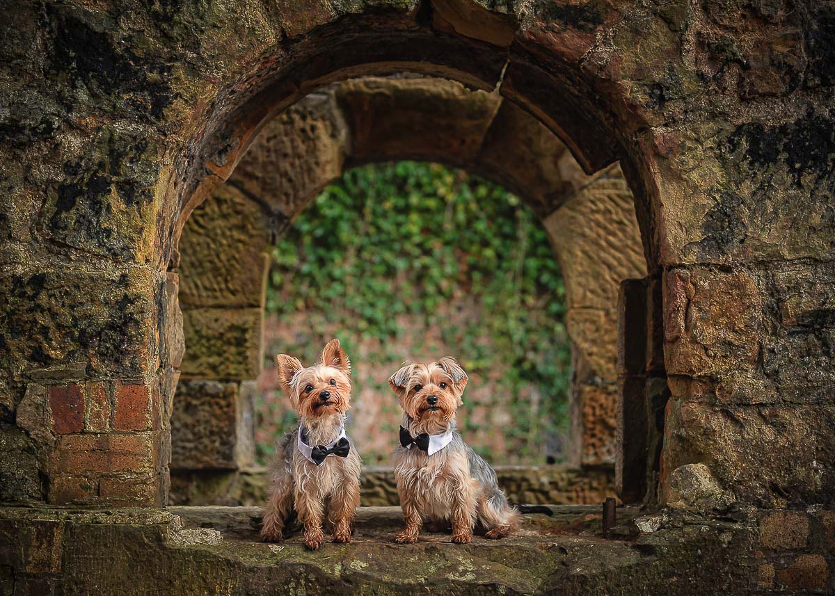 Hoopey and Murphy the Yorkshire Terriers sitting on a wall posing for their photo wearing bowties